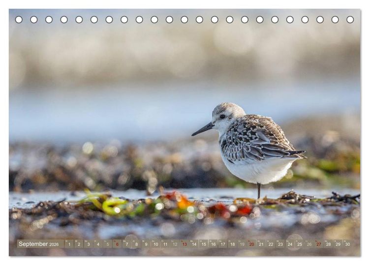 Produktbild: Wilder Dar&szlig; - Fuchs, Hirsch und Co. 2026 (Tischkalender 2026 DIN A5 quer), CALVENDO Monatskalender