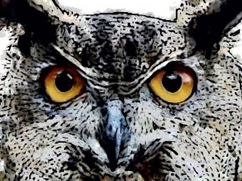 Produktbild: CALVENDO Puzzle Krafttier Eule - Der Adler der Nacht 1000 Teile Puzzle quer | 1000 Teile Lege-Gr&ouml;&szlig;e 64 &times; 48 cm Foto-Puzzle f&uuml;r gl&uuml;ckliche Stunden