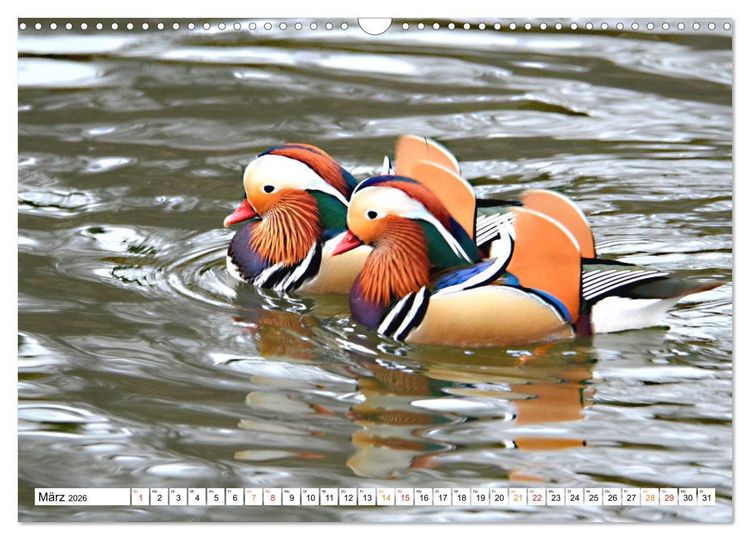 Produktbild: Mandarinenten, ein Farbtupfer auf allen Gew&auml;ssern. (Wandkalender 2026 DIN A3 quer), CALVENDO Monatskalender