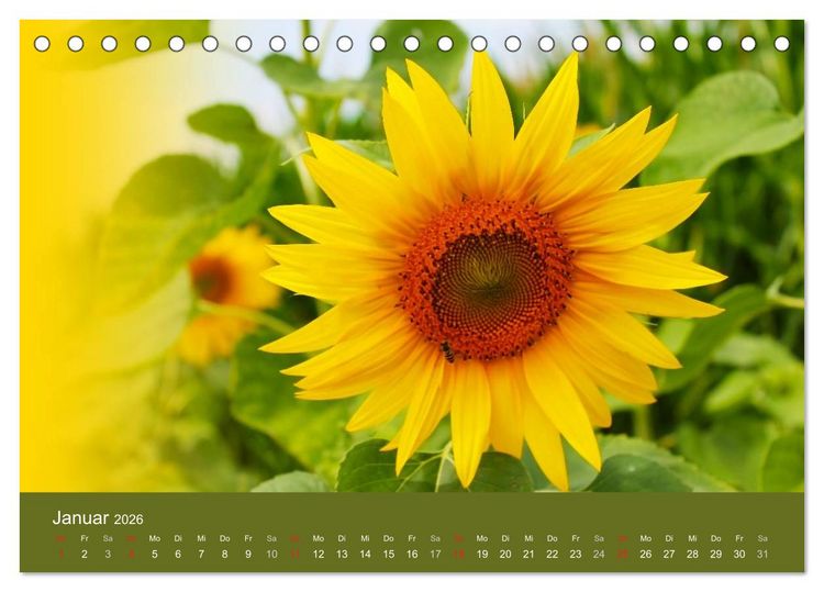 Produktbild: Sonnenblumen - die Blumen der Lebensfreude (Tischkalender 2026 DIN A5 quer), CALVENDO Monatskalender
