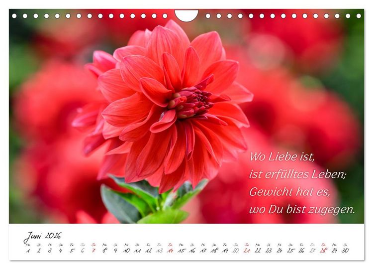 Produktbild: Dahlien Poesie (Wandkalender 2026 DIN A4 quer), CALVENDO Monatskalender