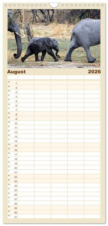 Produktbild: Familienplaner 2026 - begegnungen - elefanten im s&uuml;dlichen afrika mit 5 Spalten (Wandkalender, 21 x 45 cm) CALVENDO