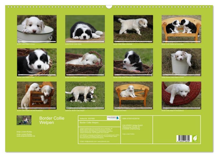 Produktbild: Border Collie Welpen (Wandkalender 2026 DIN A2 quer), CALVENDO Monatskalender