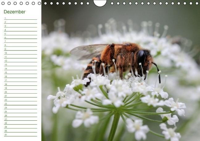 Produktbild: Bienen - Emsige Helfer (Wandkalender immerw&auml;hrend DIN A4 quer)