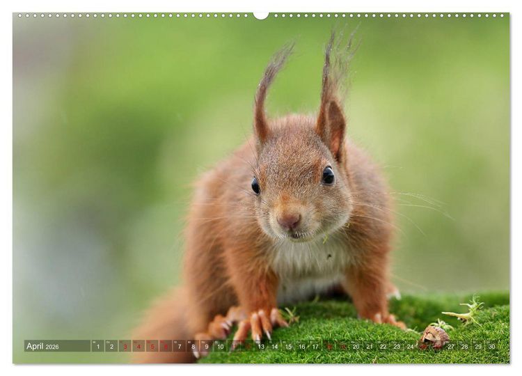 Produktbild: Eichh&ouml;rnchen Luna und ihre Kinder (Wandkalender 2026 DIN A2 quer), CALVENDO Monatskalender