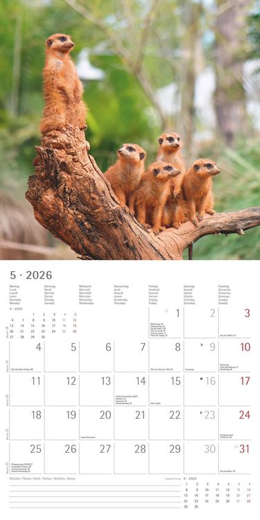 Produktbild: Alpha Edition - Erdmännchen 2026 Broschürenkalender, 30x30cm, Wandkalender mit P