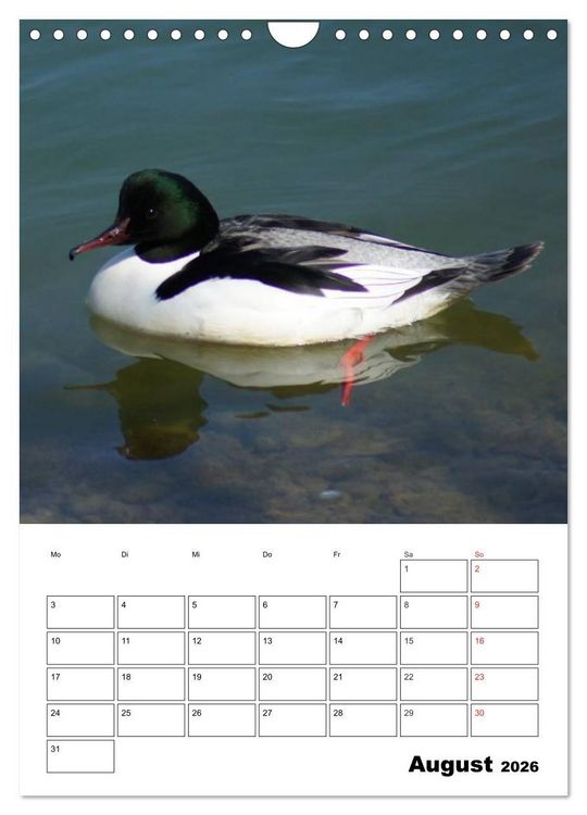 Produktbild: Liebenswerte Enten (Wandkalender 2026 DIN A4 hoch), CALVENDO Monatskalender