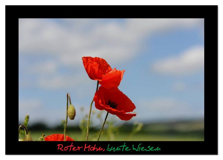 Produktbild: Roter Mohn, bunte Wiesen (Wandkalender 2026 DIN A4 quer), CALVENDO Monatskalender