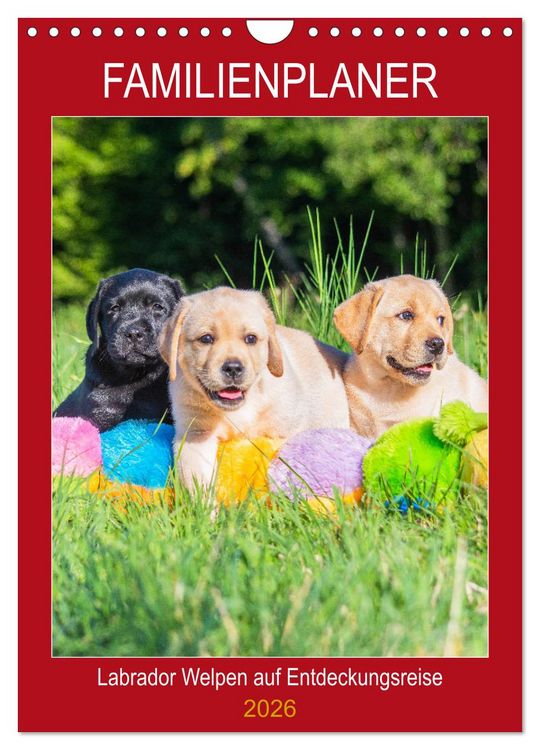 Produktbild: Familienplaner - Labrador Welpen entdecken die Welt (Wandkalender 2026 DIN A4 hoch), CALVENDO Monatskalender