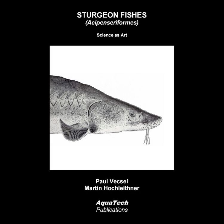 Produktbild: Sturgeon Fishes (Acipenseriformes)