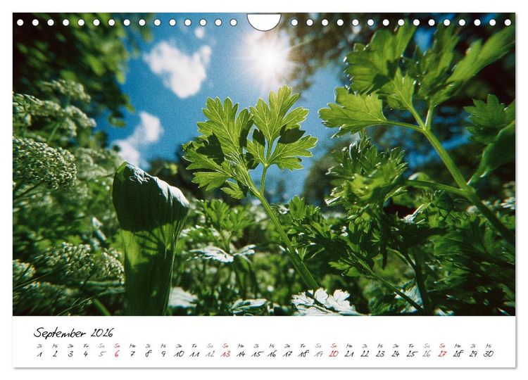 Produktbild: Gem&uuml;segarten - Gem&uuml;se aus dem eigenen Garten (Wandkalender 2026 DIN A4 quer), CALVENDO Monatskalender