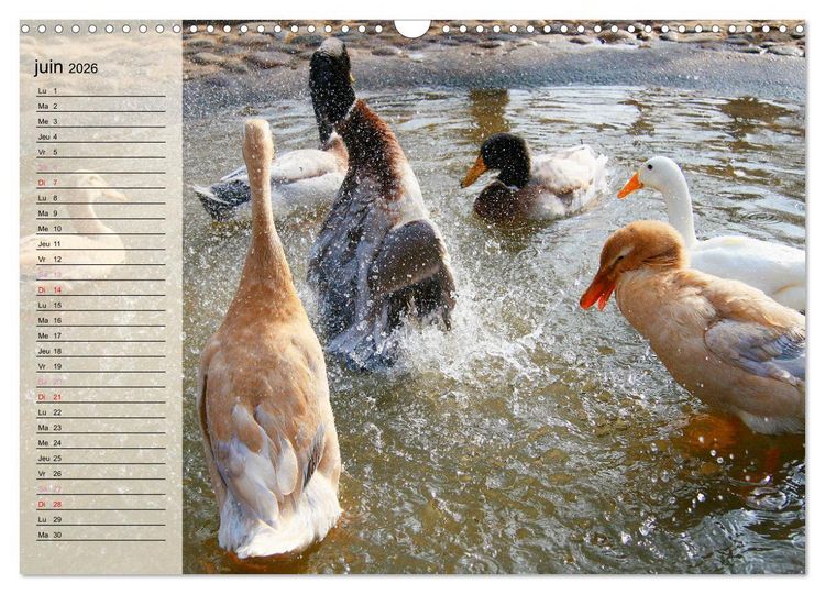 Produktbild: La vie paisible des canards (Calendrier mural 2026 DIN A3 vertical), CALVENDO calendrier mensuel