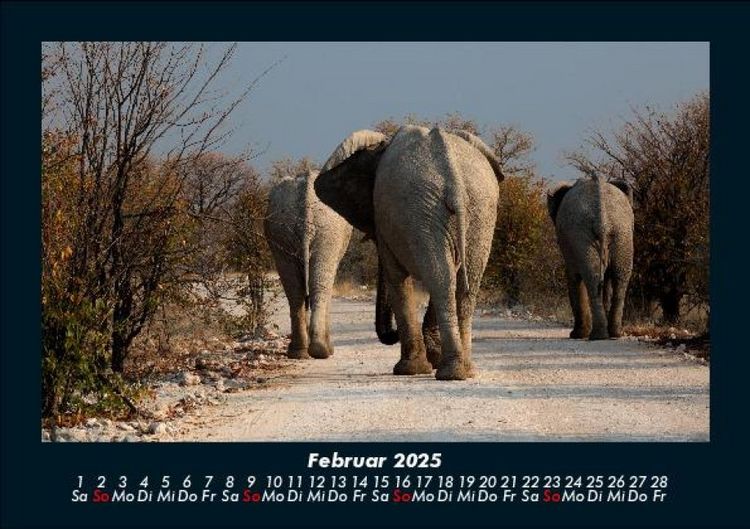 Produktbild: Elefanten 2025 Fotokalender DIN A5