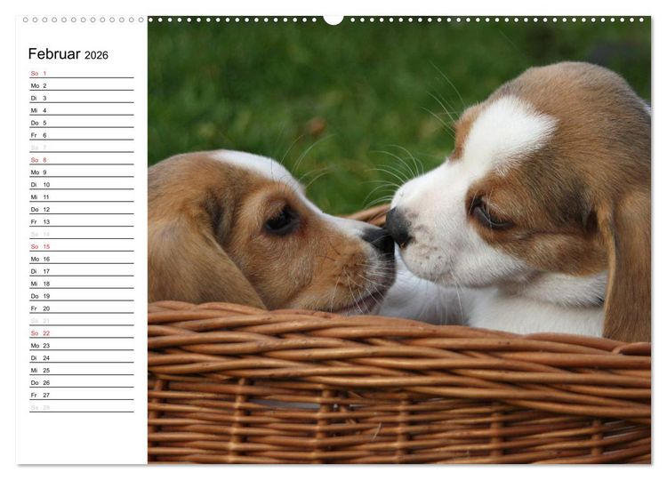 Produktbild: DER BEAGLEige TERMINPLANER (hochwertiger Premium Wandkalender 2026 DIN A2 quer), Kunstdruck in Hochglanz