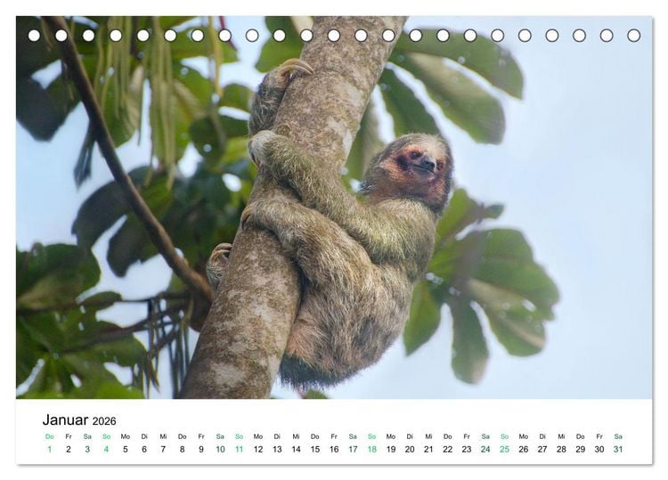 Produktbild: Costa Rica - Tropische Tierwelt (Tischkalender 2026 DIN A5 quer), CALVENDO Monatskalender