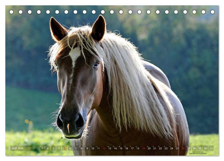 Produktbild: Faszination Kaltblut (Tischkalender 2026 DIN A5 quer), CALVENDO Monatskalender