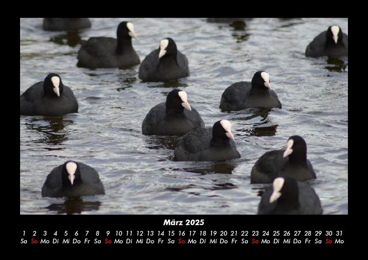 Produktbild: Vogelparadies 2025 Fotokalender DIN A3