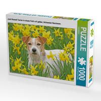 Produktbild: CALVENDO Puzzle Jack Russell Terrier in einem Feld voll gelber, bl&uuml;hender Narzissen. 1000 Teile Lege-Gr&ouml;&szlig;e 64 x 48 cm Foto-Puzzle Bild von CALVENDO