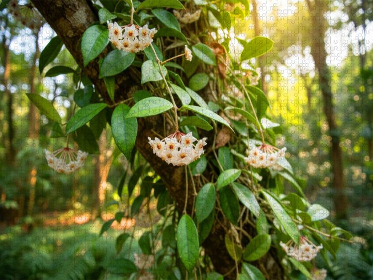 Produktbild: CALVENDO Puzzle Hoya carnosa - Porzellanblume in der Natur | 1000 Teile Lege-Gr&ouml;&szlig;e 64x48cm Foto-Puzzle f&uuml;r gl&uuml;ckliche Stunden