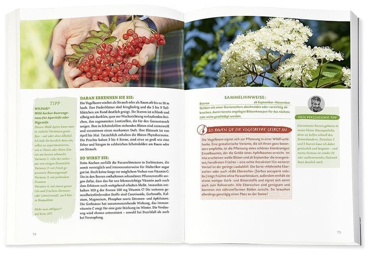 Produktbild: Die Wildpflanzen-Apotheke