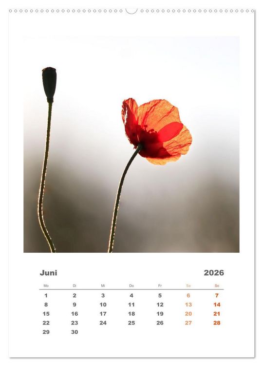 Produktbild: Minimalistisch, Gr&auml;ser, Bl&uuml;ten, Bl&auml;tter und Zweige im Fokus (Wandkalender 2026 DIN A2 hoch), CALVENDO Monatskalender