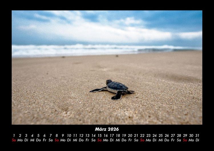 Produktbild: Schildkr&ouml;tenzauber 2026 Fotokalender DIN A3