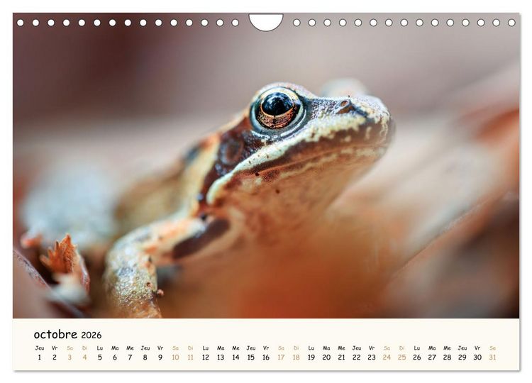 Produktbild: Esprit animal - Regards minimalistes (Calendrier mural 2026 DIN A4 vertical), CALVENDO calendrier mensuel