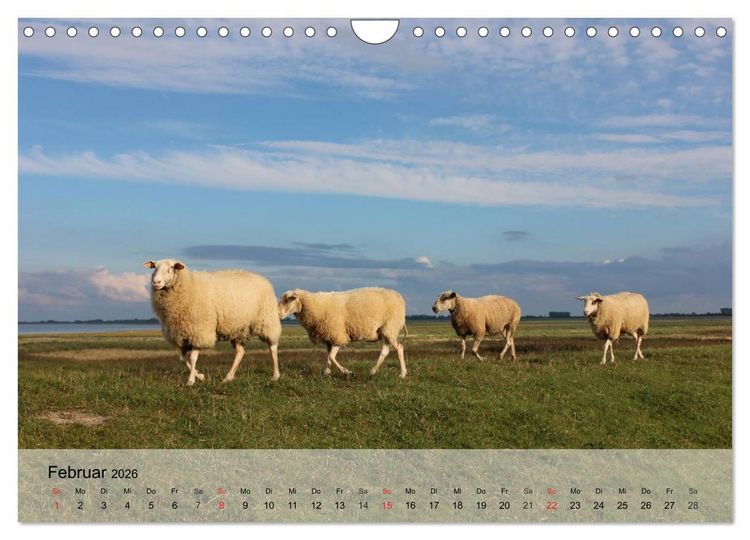 Produktbild: Schafe z&auml;hlen leicht gemacht! (Wandkalender 2026 DIN A4 quer), CALVENDO Monatskalender