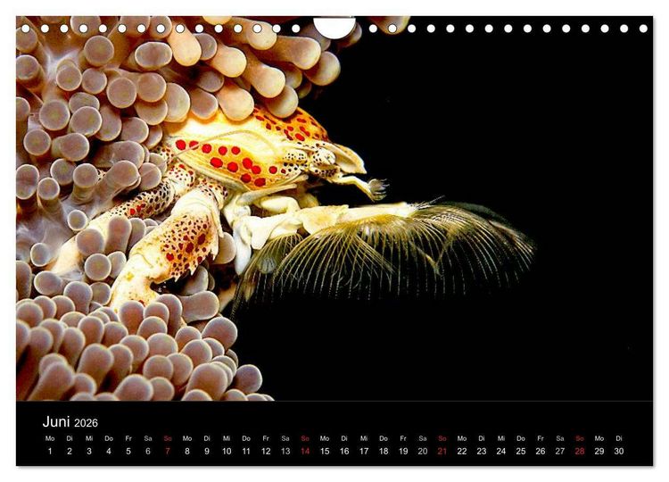 Produktbild: Faszination Makro Unterwasser (Wandkalender 2026 DIN A4 quer), CALVENDO Monatskalender