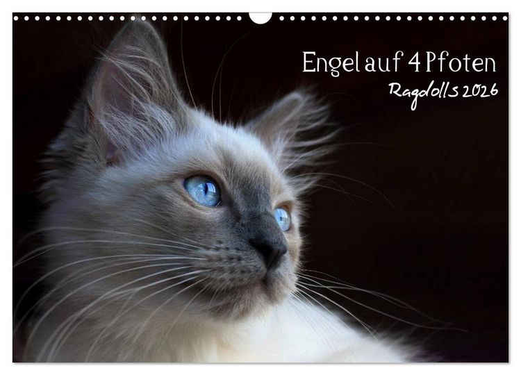 Produktbild: Engel auf 4 Pfoten - Ragdolls 2026 (Wandkalender 2026 DIN A3 quer), CALVENDO Monatskalender