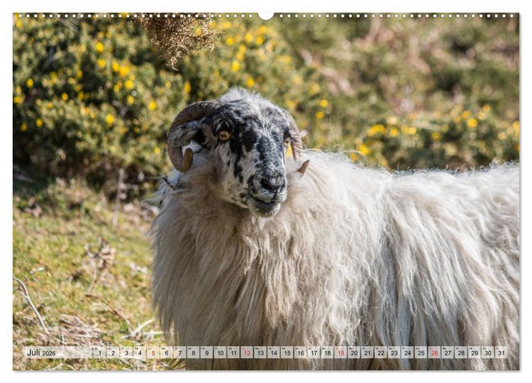 Produktbild: Irland - Eine Rundreise (hochwertiger Premium Wandkalender 2026 DIN A2 quer), Kunstdruck in Hochglanz
