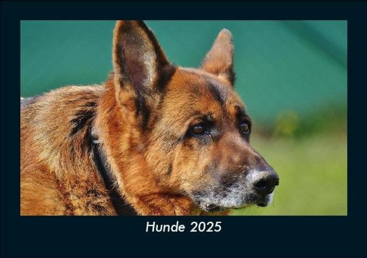 Produktbild: Hunde 2025 Fotokalender DIN A5