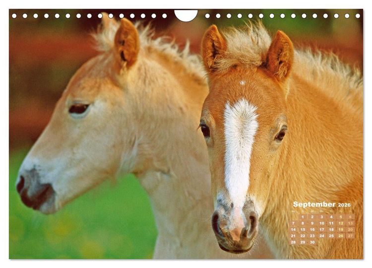 Produktbild: Haflinger: Die blonden Pferde von der Alm (Wandkalender 2026 DIN A4 quer), CALVENDO Monatskalender
