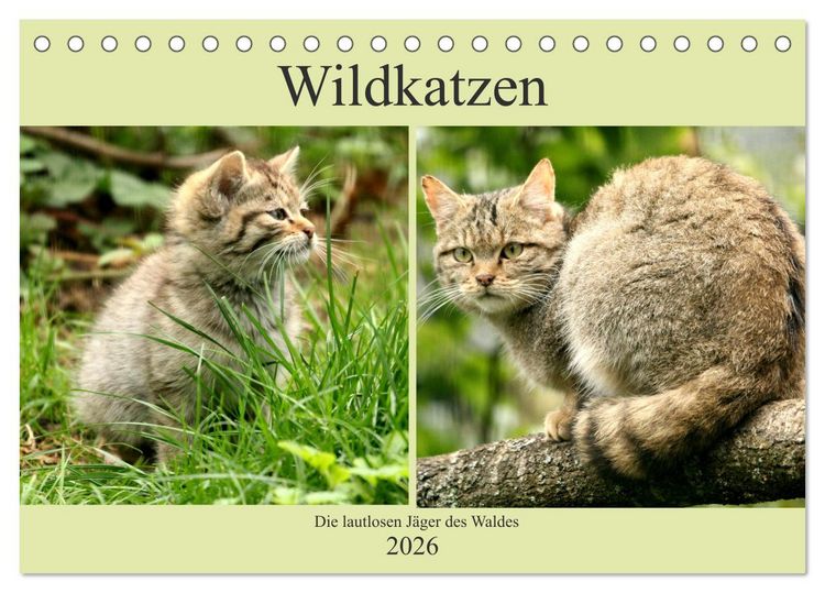 Produktbild: Wildkatzen - Die lautlosen J&auml;ger des Waldes (Tischkalender 2026 DIN A5 quer), CALVENDO Monatskalender