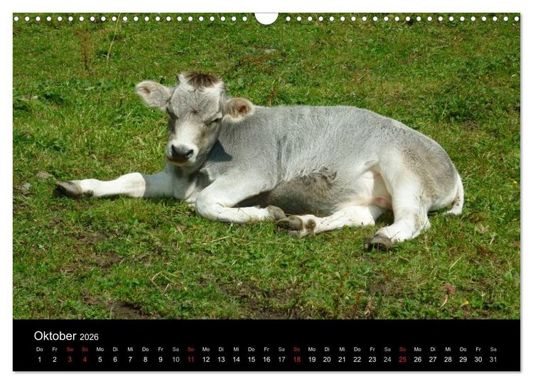 Produktbild: Die Welt der K&uuml;he (Wandkalender 2026 DIN A3 quer), CALVENDO Monatskalender