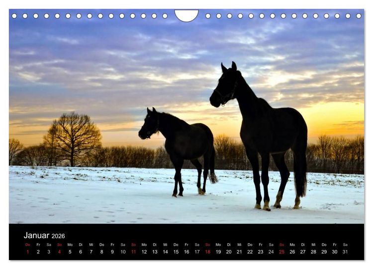 Produktbild: Faszination Pferde (Wandkalender 2026 DIN A4 quer), CALVENDO Monatskalender