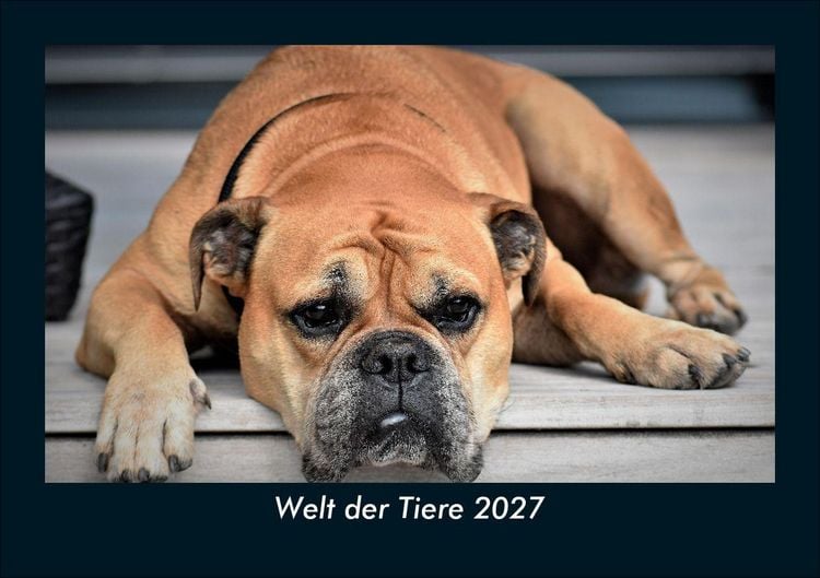 Produktbild: Welt der Tiere 2027 Fotokalender DIN A5