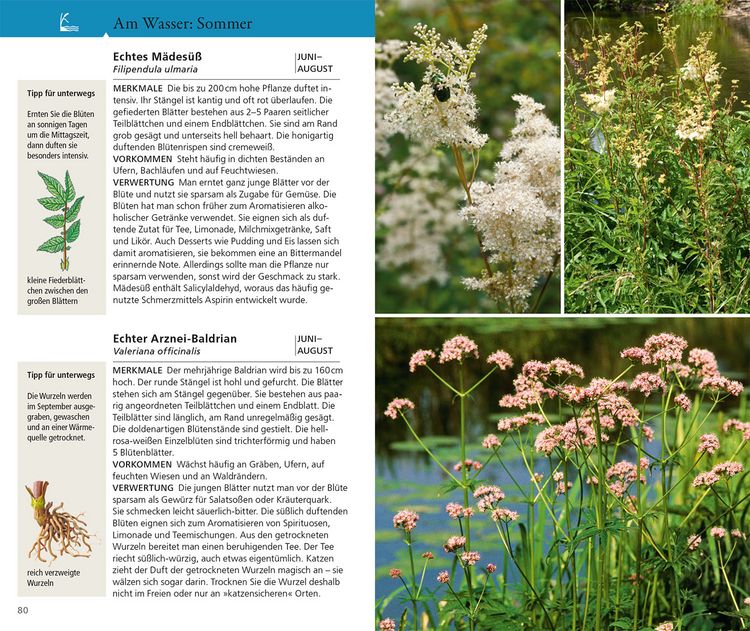Produktbild: Essbare Wildkr&auml;uter und Wildbeeren f&uuml;r unterwegs