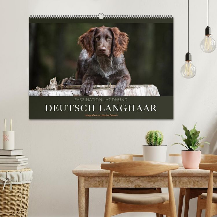 Produktbild: Faszination Jagdhund - Deutsch Langhaar (Wandkalender 2026 DIN A2 quer), CALVENDO Monatskalender