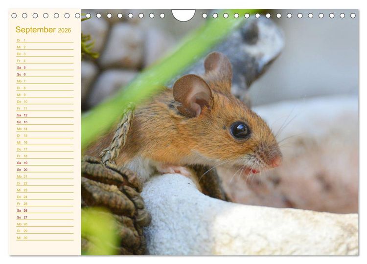 Produktbild: Gr&uuml;sse von der Maus! (Wandkalender 2026 DIN A4 quer), CALVENDO Monatskalender