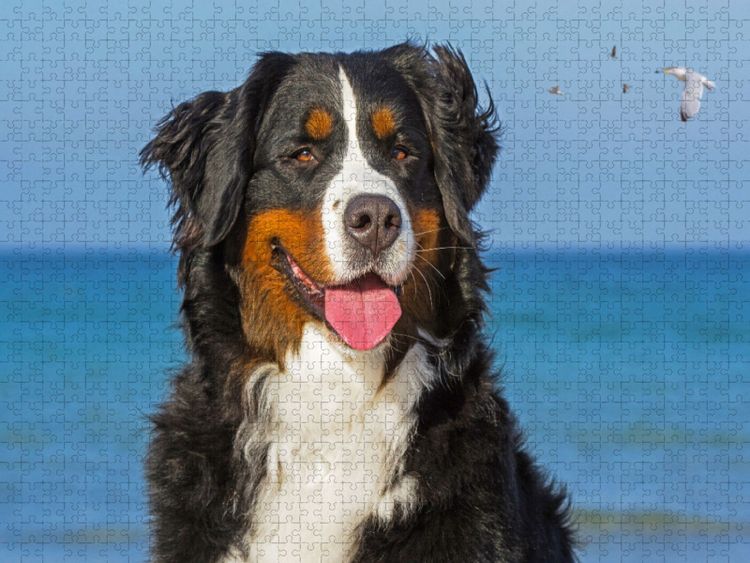 Produktbild: CALVENDO Puzzle Berner Sennenh&uuml;ndin - Eine Sch&ouml;nheit auf vier Pfoten | 1000 Teile Lege-Gr&ouml;&szlig;e 64x48cm Foto-Puzzle f&uuml;r gl&uuml;ckliche Stunden