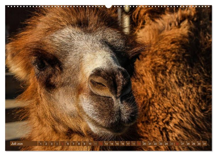Produktbild: Kamele &bull; Dromedar & Trampeltier (Wandkalender 2026 DIN A2 quer), CALVENDO Monatskalender
