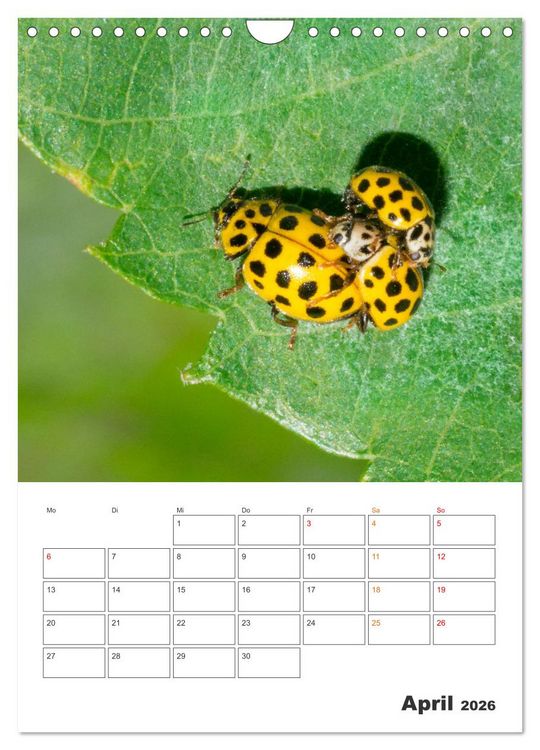 Produktbild: Kleines Gl&uuml;ck ganz gro&szlig;: Marienk&auml;fer! (Wandkalender 2026 DIN A4 hoch), CALVENDO Monatskalender