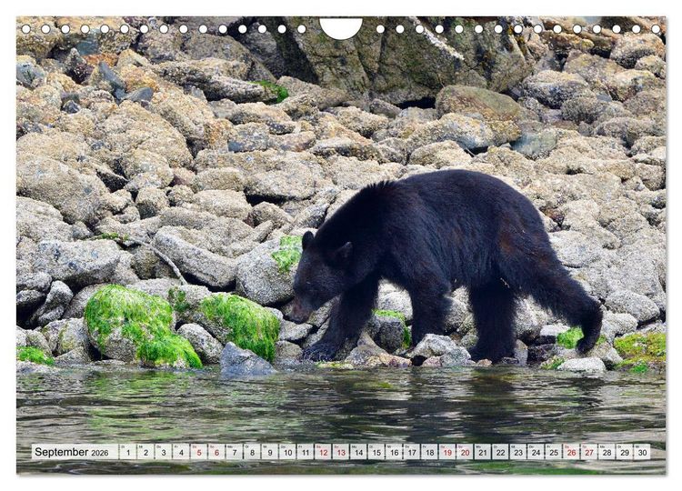 Produktbild: Faszination Vancouver Island (Wandkalender 2026 DIN A4 quer), CALVENDO Monatskalender