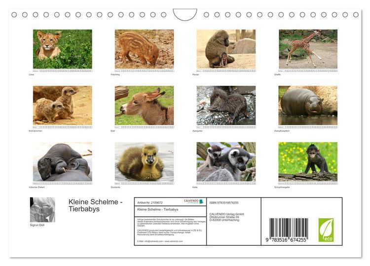 Produktbild: Kleine Schelme - Tierbabys (Wandkalender 2026 DIN A4 quer), CALVENDO Monatskalender