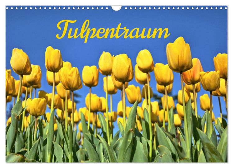 Produktbild: Tulpentraum (Wandkalender 2026 DIN A3 quer), CALVENDO Monatskalender