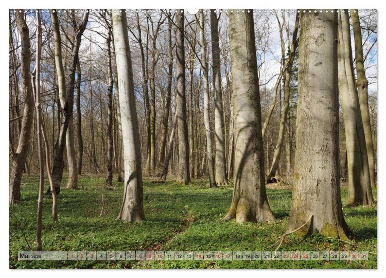 Produktbild: Der Hainich in Th&uuml;ringen - Weltnaturerbe (Wandkalender 2026 DIN A2 quer), CALVENDO Monatskalender