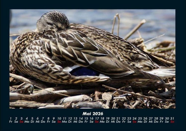 Produktbild: Enten 2026 Fotokalender DIN A4
