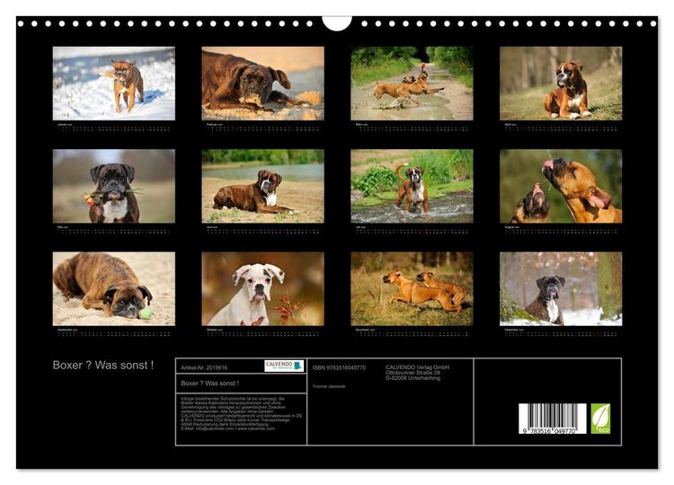 Produktbild: Boxer ? Was sonst ! (Wandkalender 2026 DIN A3 quer), CALVENDO Monatskalender