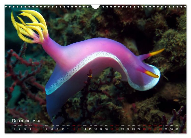 Produktbild: Diving in Indonesia - BEAUTIFUL NUDIBRANCHS (Wall Calendar 2026 DIN A3 landscape), CALVENDO 12 Month Wall Calendar